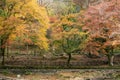 Woods of maple trees on a mountain, branches of yellow and red leaves above wooden fence Royalty Free Stock Photo