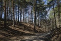 Woods pine tree trail nature landscape Royalty Free Stock Photo