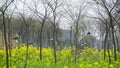 Rape flowers and magpies in spring