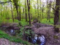 Woods sewer grass sky forest Royalty Free Stock Photo