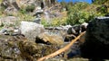 woods spring or creek at summertime, green frondage, tall trees and stones - photo of nature