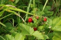 Wild Strawberry in the Black Forest