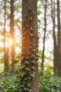 Woods and sunshine in quiet park