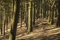 Woods at Tandle Hill, Royton