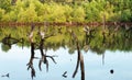 Woods and timber in mangrove swamp forest