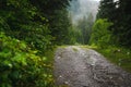 Woods trail path. Summer woods after rain. Enchanted forest in fog in morning. Landscape with fir trees, colorful green foliage Royalty Free Stock Photo