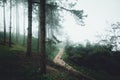 Woods Trees and fog Green in the morning Royalty Free Stock Photo