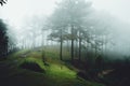 Woods Trees and fog Green in the morning