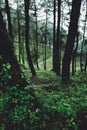 Woods Trees and fog Green in the morning Royalty Free Stock Photo