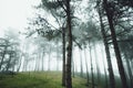 Woods Trees and fog Green in the morning