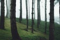 Woods Trees and fog Green in the morning