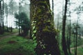 Woods Trees and fog Green in the morning Royalty Free Stock Photo