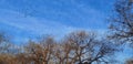 Woods under winter blue sky and white clouds.