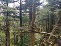 Woods in Virginia Highlands