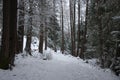 The woods in a winter day Royalty Free Stock Photo