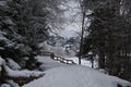 The woods in a winter day Royalty Free Stock Photo