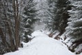 The woods in a winter day Royalty Free Stock Photo