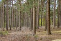 Woods with young trees of pine Royalty Free Stock Photo