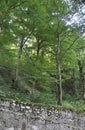 Woodscape at Baile Herculane Resort in Romania