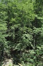 Woodscape at Baile Herculane Resort in Romania