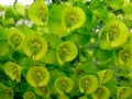 Woodspurge Euphorbia amygdaloides flowers closeup