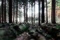 Woodstack with cut trees in background