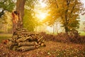 Woodstack on a park Royalty Free Stock Photo