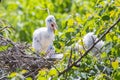 Woodstork Babies On Nest Royalty Free Stock Photo