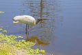 Woodstork Drinking Water By A Lake Royalty Free Stock Photo