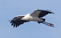 Woodstork Soaring over Wakodahatchee Wetlands Royalty Free Stock Photo