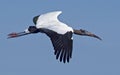 Woodstork Soaring over Wakodahatchee Wetlands Royalty Free Stock Photo