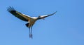 Woodstork in Flight Royalty Free Stock Photo