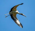 Woodstork Spreads Wings in Flight Royalty Free Stock Photo