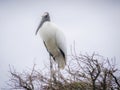 Woodstork standing tall Royalty Free Stock Photo