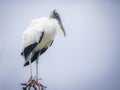 Woodstork standing tall Royalty Free Stock Photo