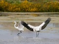 WoodStork and White Egret in Florida Royalty Free Stock Photo