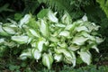 Ground cover of healthy green and white hosta plants in woodsy landscape