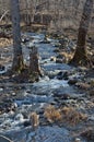 Woodsy mountain river 1