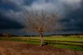 Woodward Park Lonley Tree Royalty Free Stock Photo