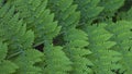 Woodwardia radicans, also known as chain fern, found in Anaga forests, Tenerife Royalty Free Stock Photo