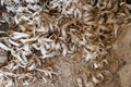 Woodworking wood shavings or wood curls on the ground