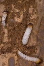 Woodworm Royalty Free Stock Photo