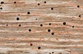 Woodworm Royalty Free Stock Photo