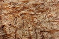 Woodworm Burrows in Ash Royalty Free Stock Photo