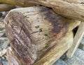 Woodworm in a wooden bench in the garden Royalty Free Stock Photo