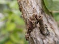 Woodworms disguise themselves in tree branches Royalty Free Stock Photo