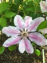 Pink Clematis Flower, Clematis `Nelly Moser, Ranunculaceae, traveller`s joy, Royalty Free Stock Photo