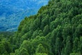 Woody mountain slope with valley of a hazed mountain