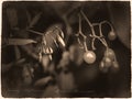 Woody Nightshade amara dulcis in antique old photograph style with cursive annotation label