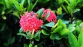 Peony flowers bloom redly on the green leaf clusters